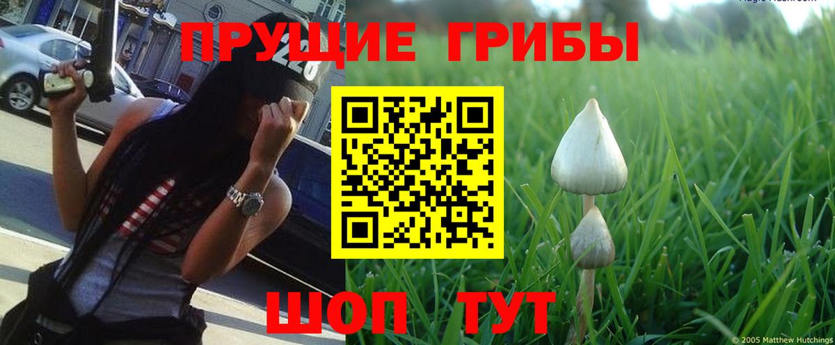 Галлюциногенные грибы Cubensis  Галлюциногенные грибы мицелий  Гусь-Хрустальный  Вход с VPN 